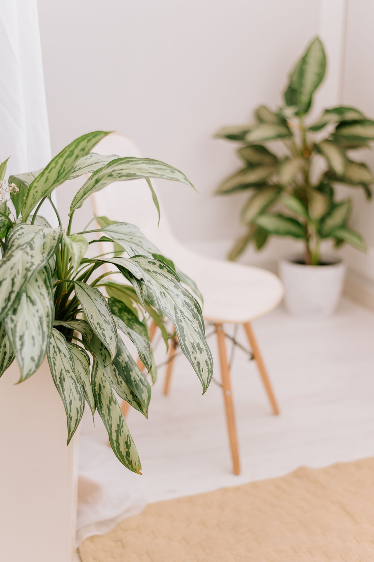 Calm waiting area with plants, a light wooden stool and soft natural light